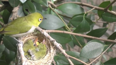 绣眼鸟喂养小鸟，一天天长大 不容易啊