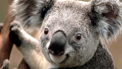 仗剑行侠士老一