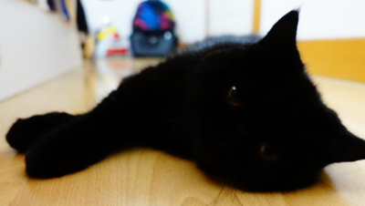 林七七：如此可爱的黑煤球，不来吸一发么！