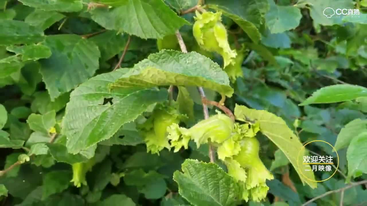 拥有“坚果之王”美誉的野生榛子，世界上四大干果之一，长这样