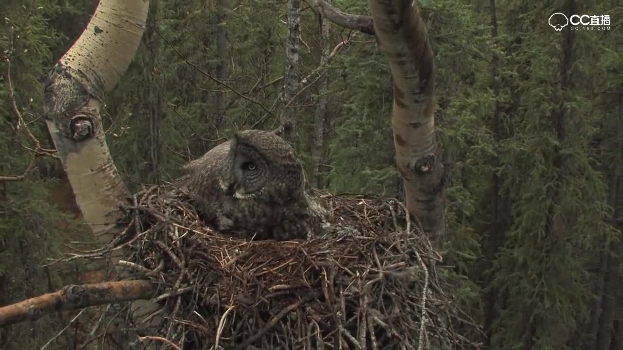 猫头鹰爸爸负责抓老鼠，猫头鹰妈妈负责喂养小猫头鹰，分工明确