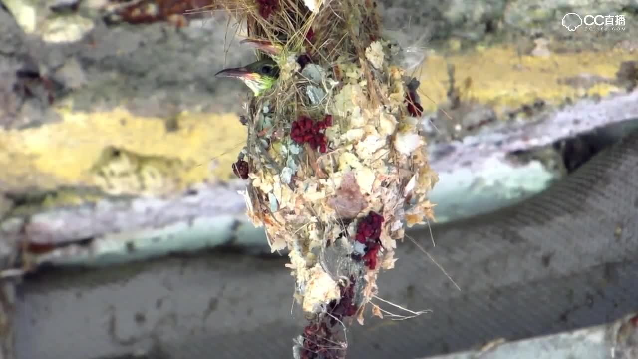 这鸟的嘴，喂小鸟的时候好恐怖啊，弯弯的不怕钩到小鸟宝宝吗？