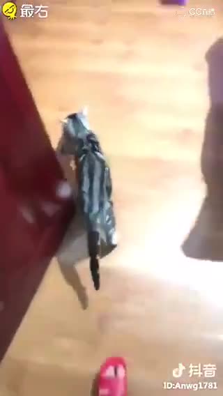 一孕傻三年原来是真的