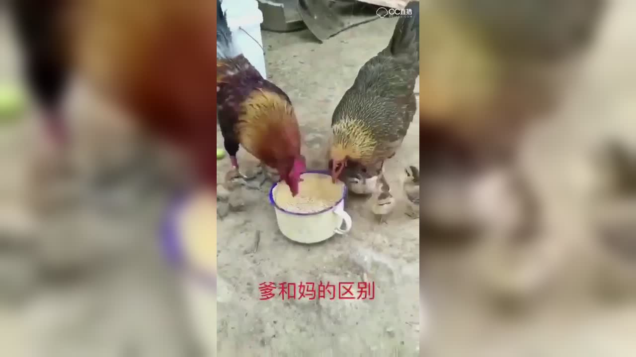 圈子精彩视频