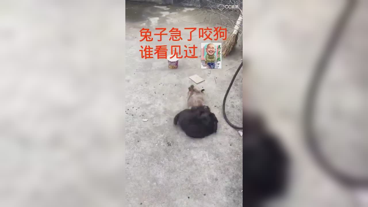 圈子精彩视频