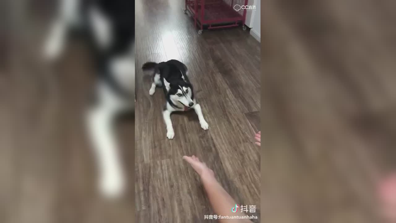 圈子精彩视频
