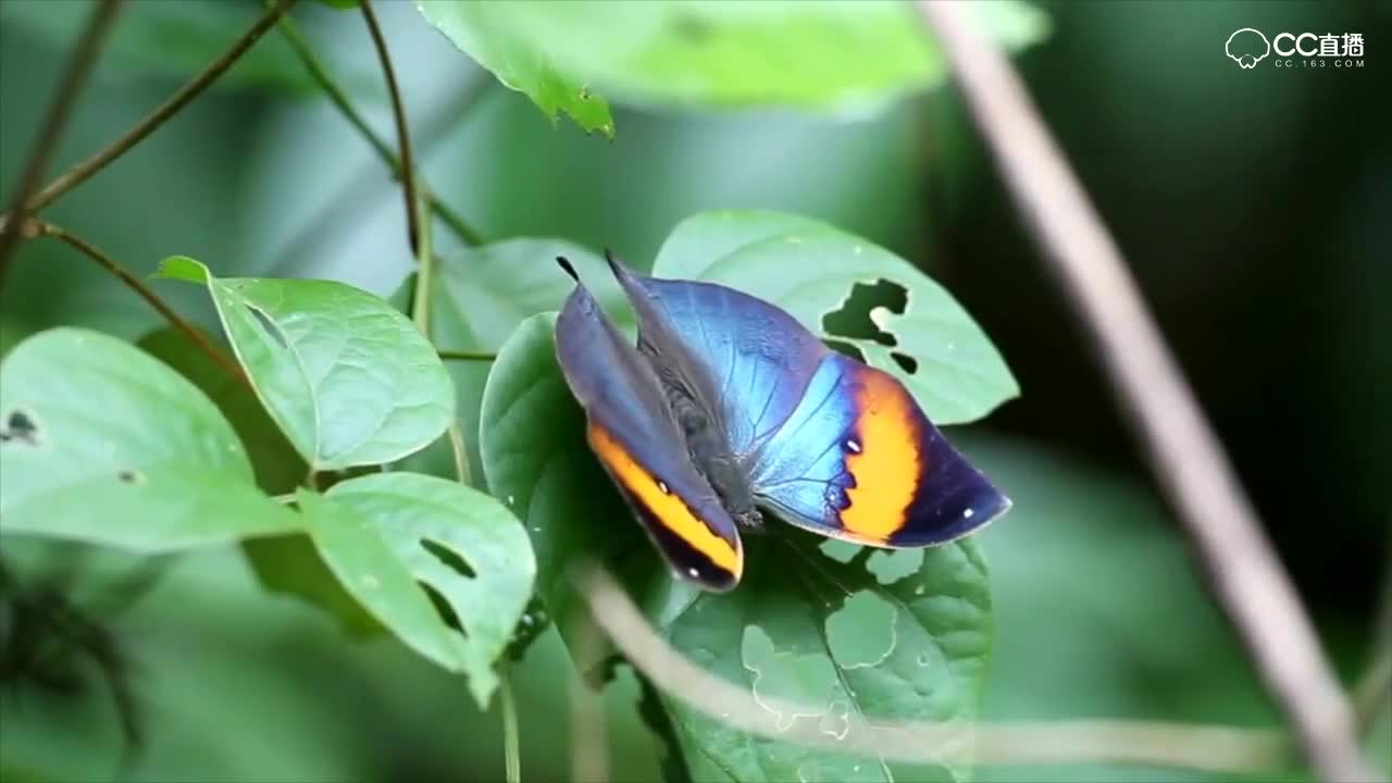 枯叶蝴蝶——翅膀合起来是一张树叶, 展开可以吸引异性