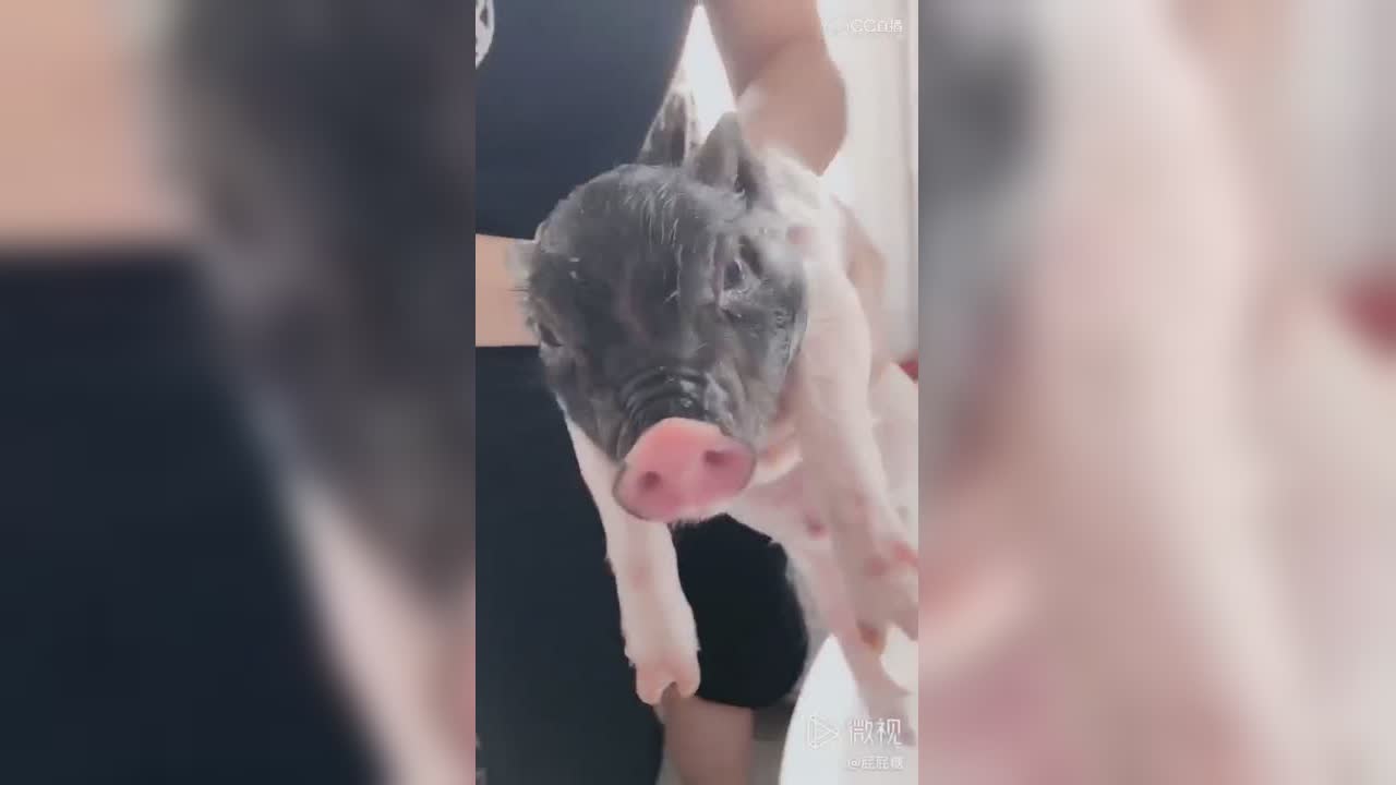 圈子精彩视频