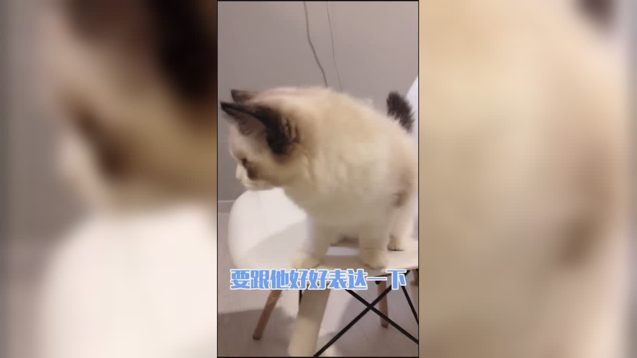 两只懒猫