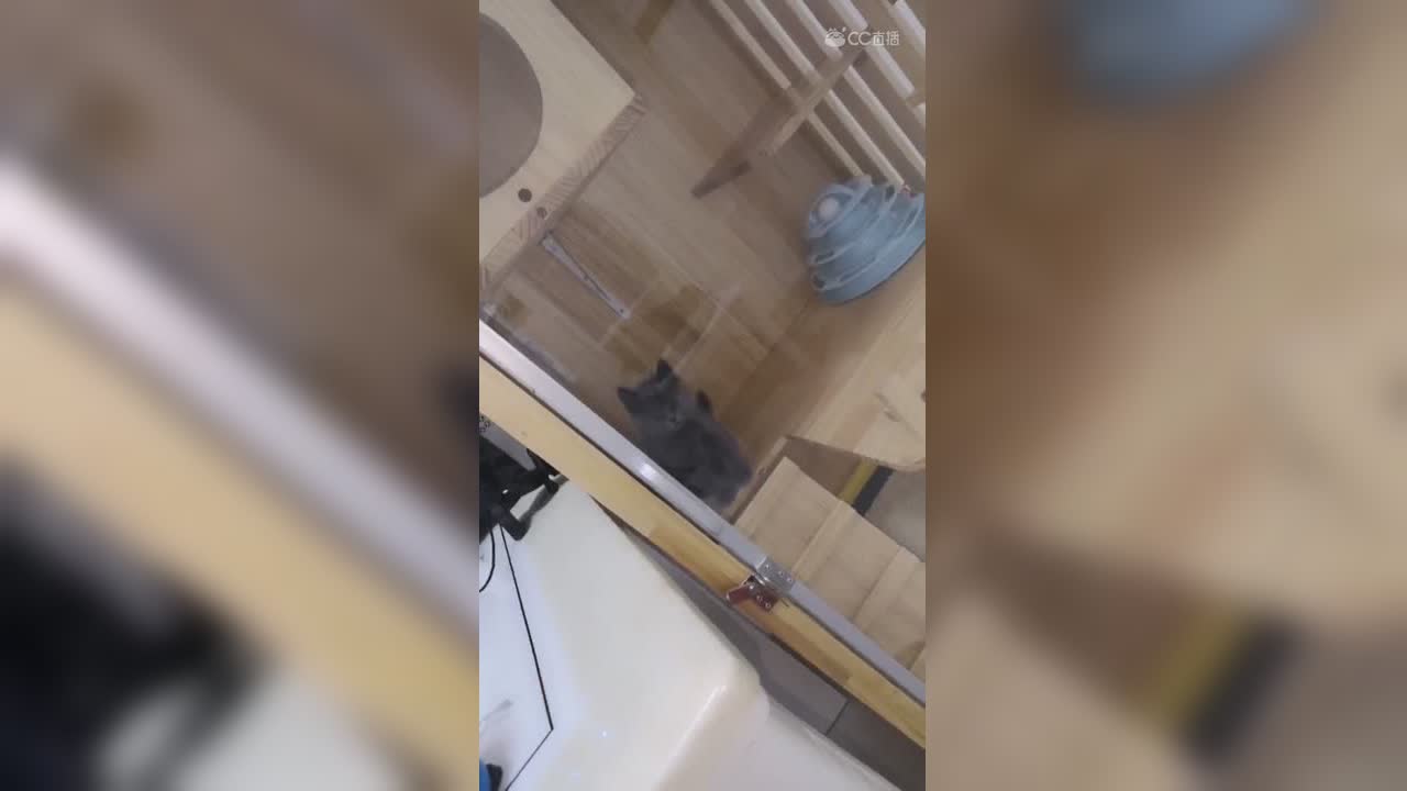 每天早上照常，中午带崽崽去弄个全套在打个疫苗！