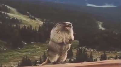 【小臣乖离】我不应该扭蛋的QAQ-莫德雷德扭蛋实况