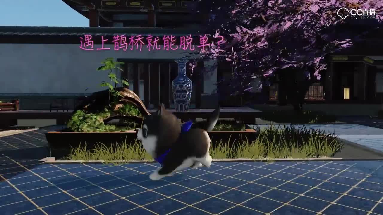 确认过眼神，我遇上对的狗，单身狗的浪漫