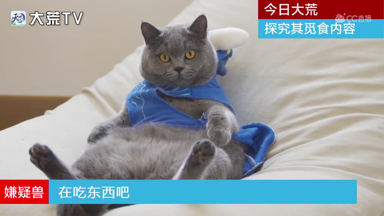 大荒猫片