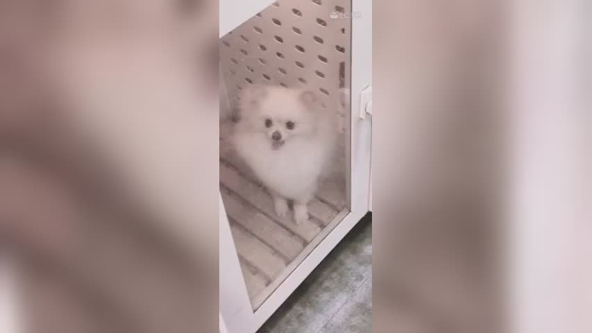 球宝洗完颜值ok的