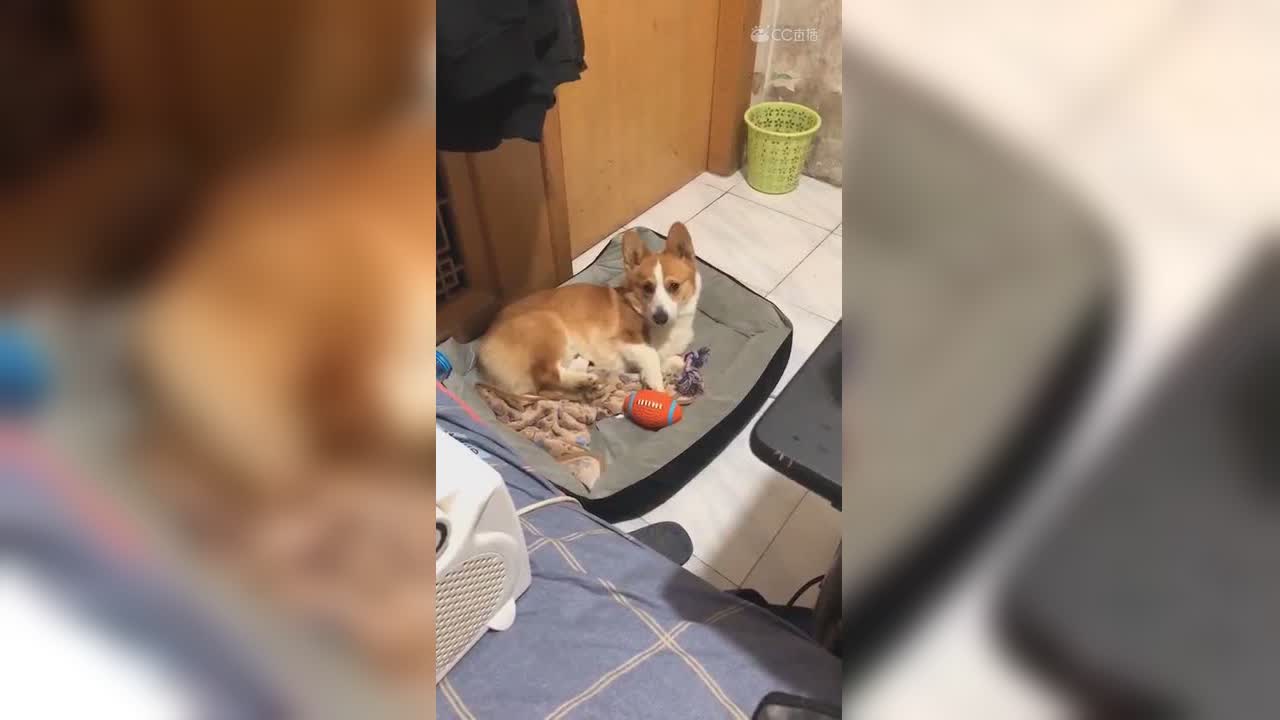 今天晚点开播～有点事情～奉上我们开心一只。撸去吧??