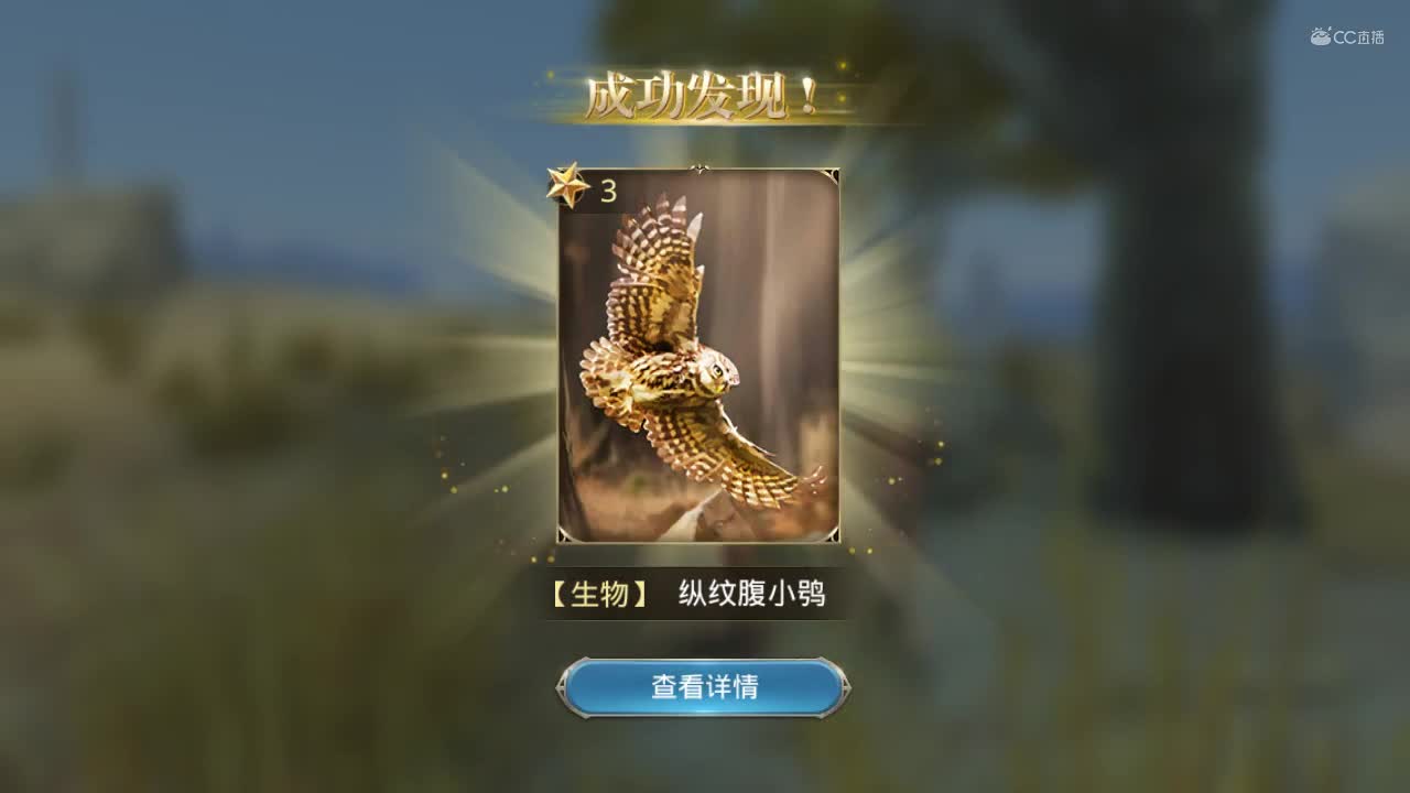 大航海之路-纵纹腹小鸮