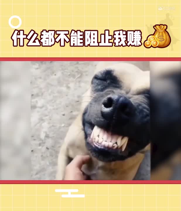 《乌龙变形记》剧情速看：什么都不能阻止我赚钱