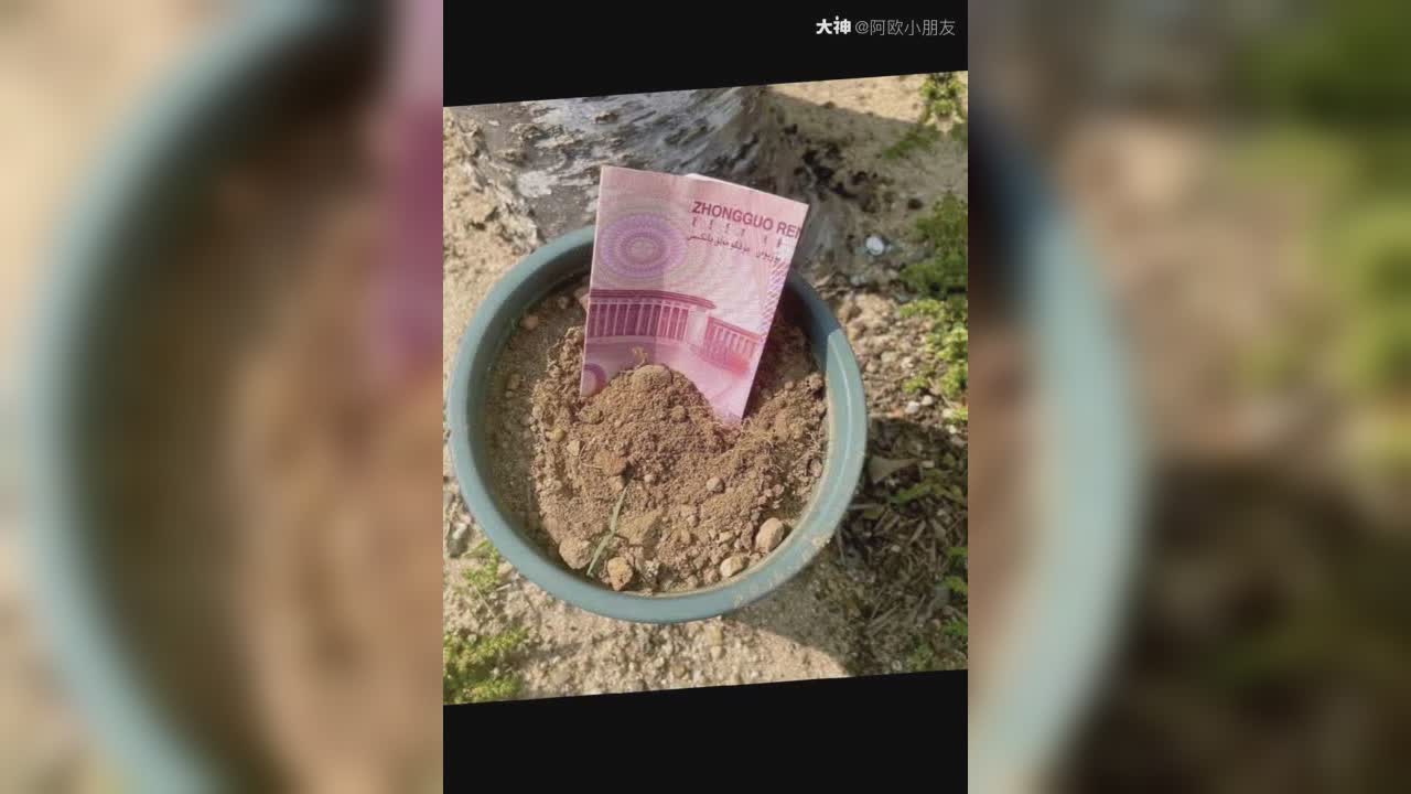 种子在哪买,我出五块全包了_来自大神圈子_花一样的季节