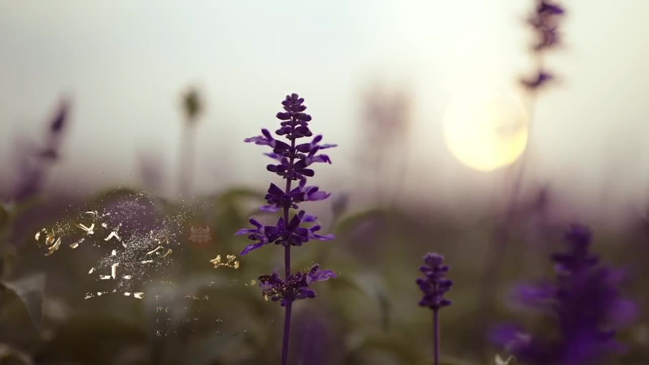 梦幻手游宣传片 第1段