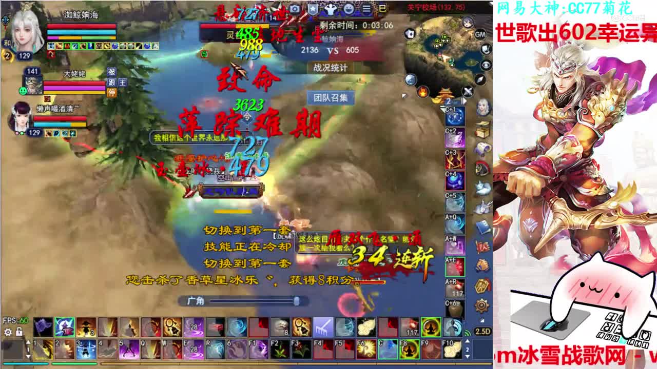 菊花150司星2