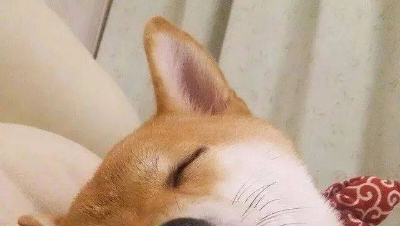 打狗erzi的脸