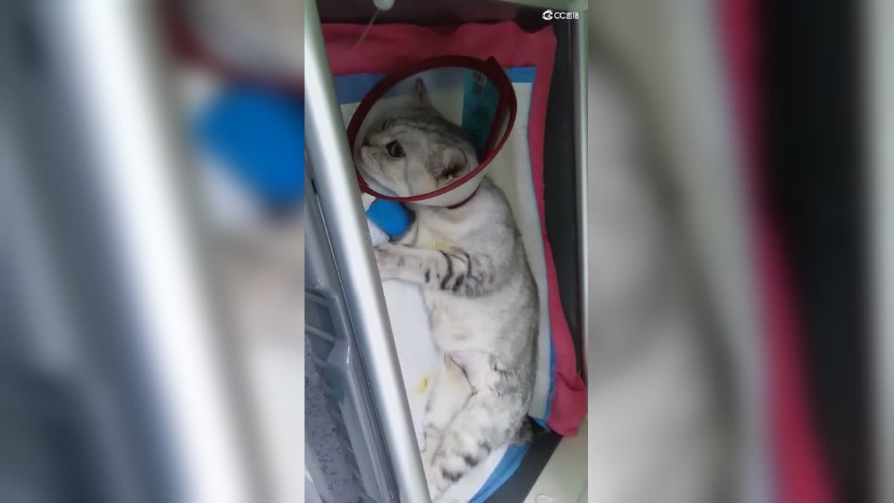 这只猫灵颜色有点黄