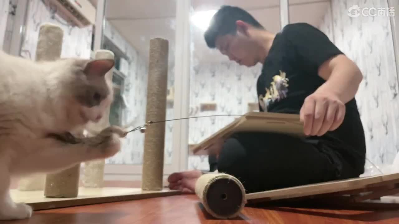 撸猫了