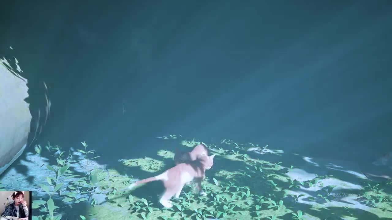 浅浅开播，看看欧气