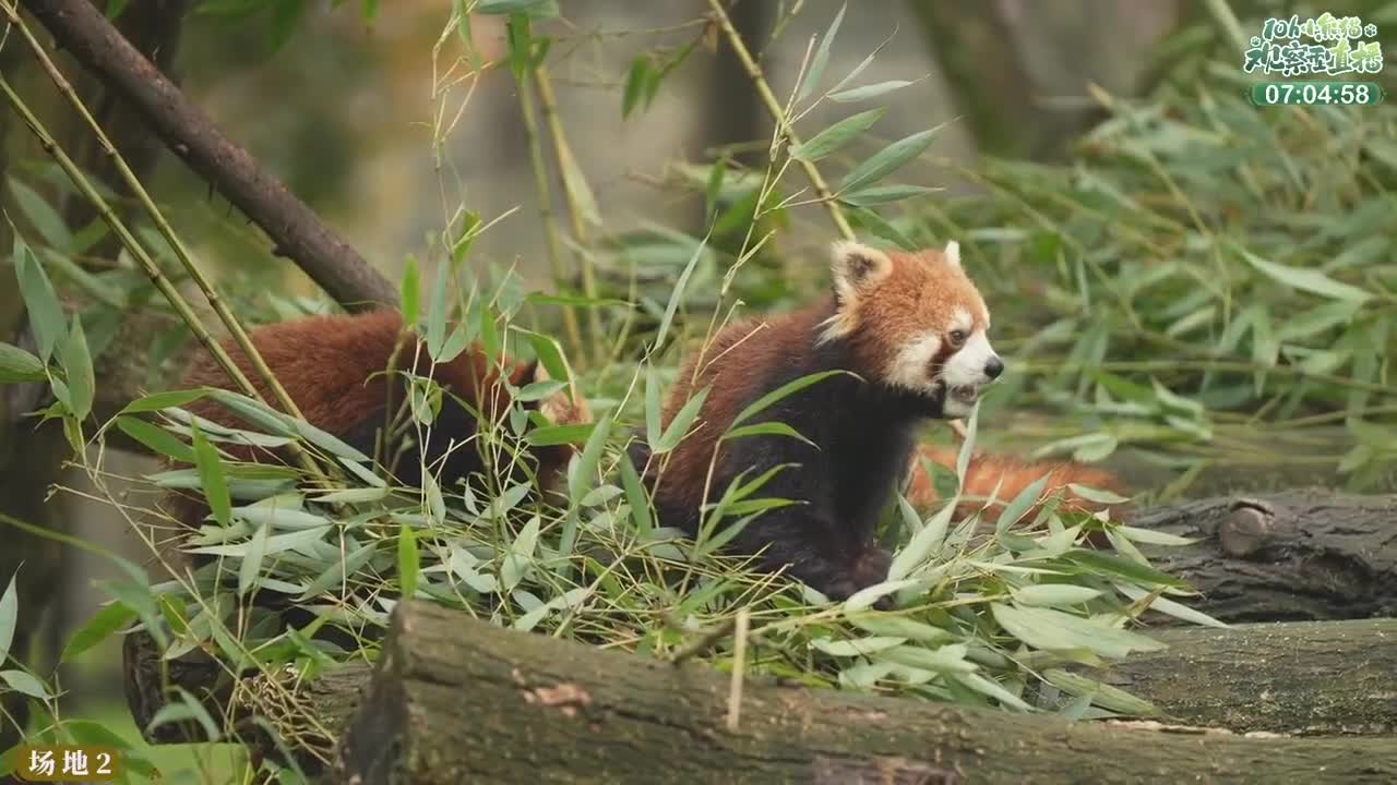 111测试 第7段