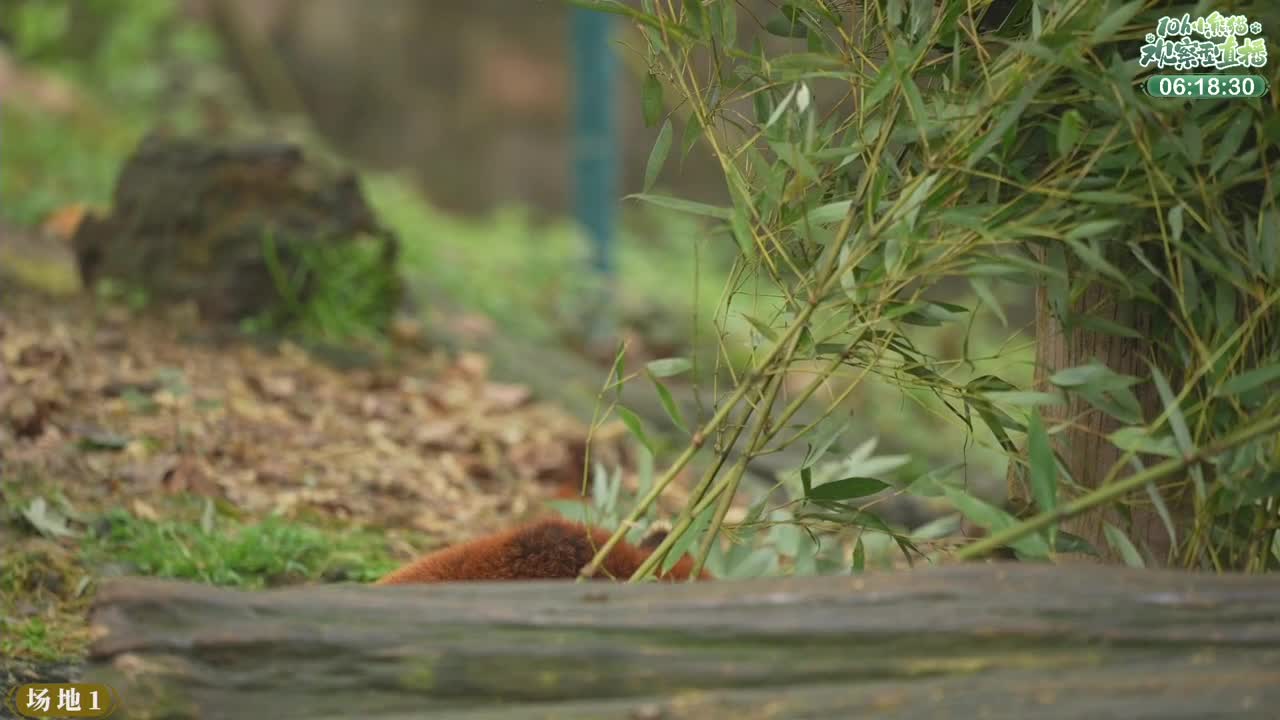 111测试 第8段