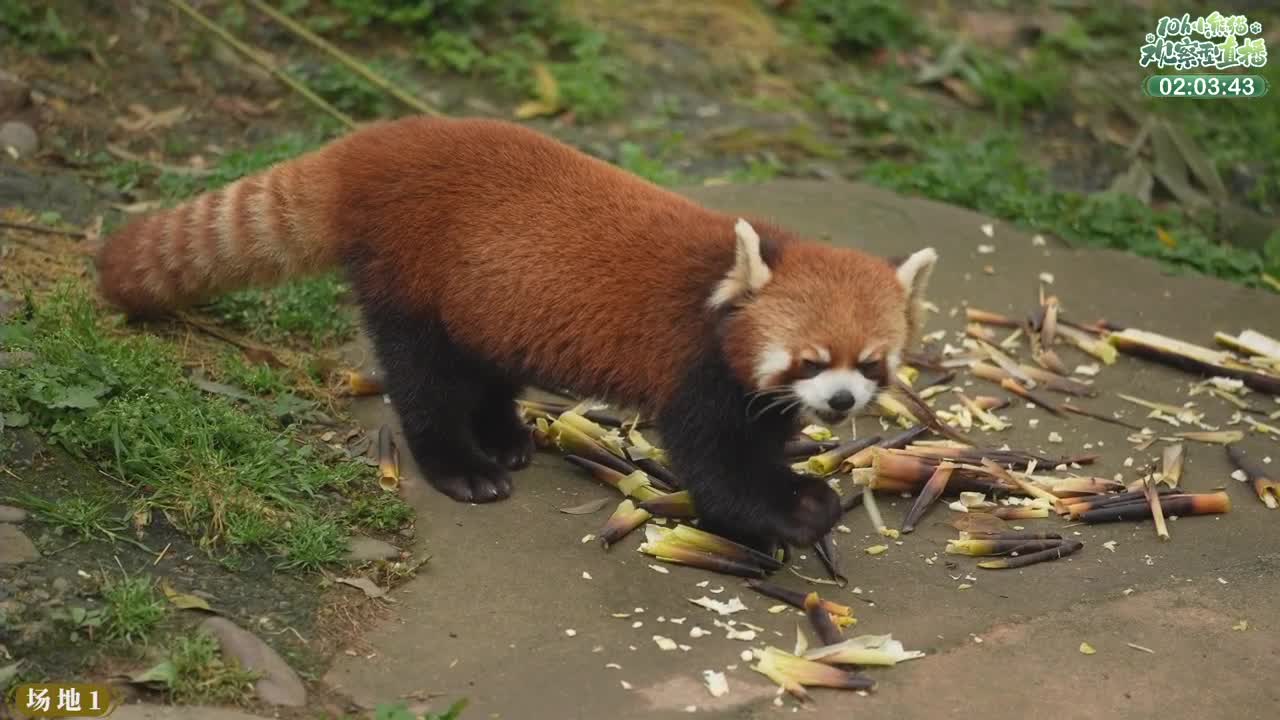 111测试 第5段