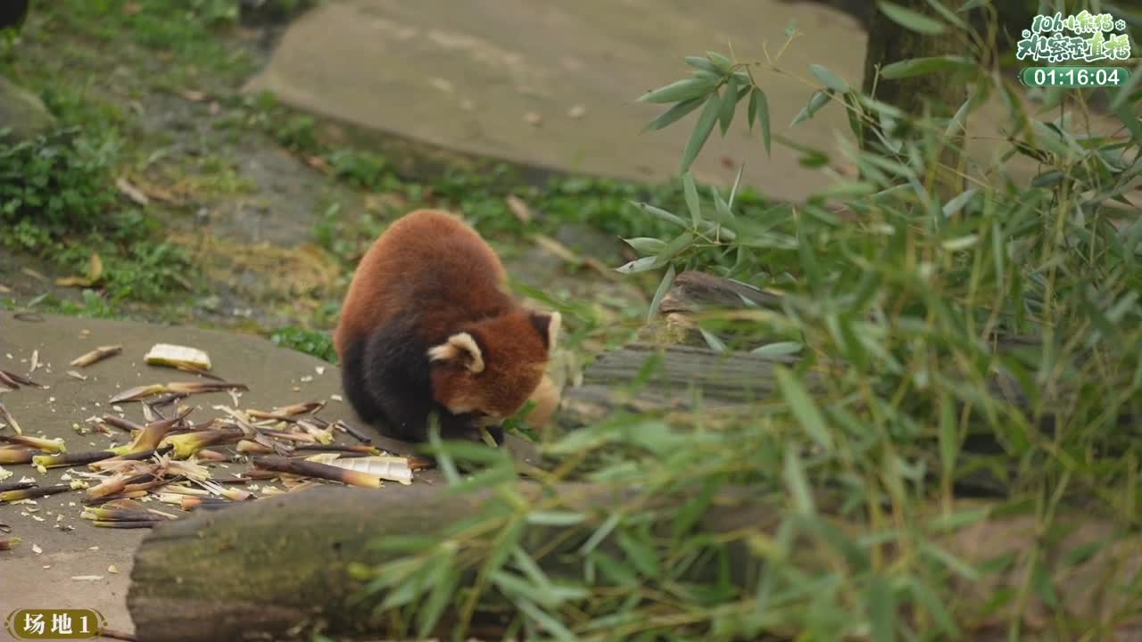 111测试 第6段