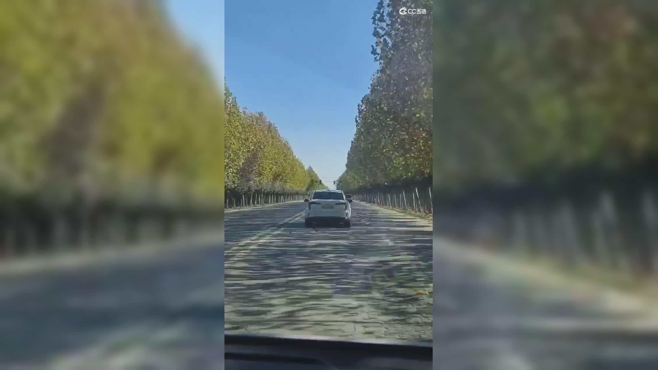 两排树看起来好舒服有没有