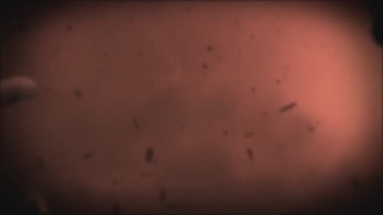 梦幻西游动画片第二季第11集