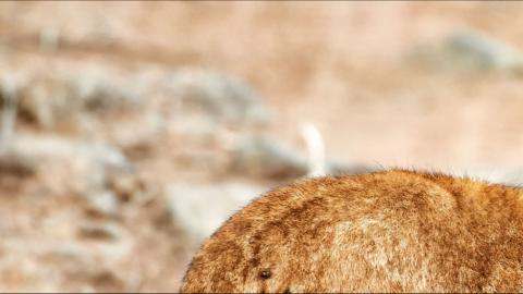 只希望我能带给你们快乐