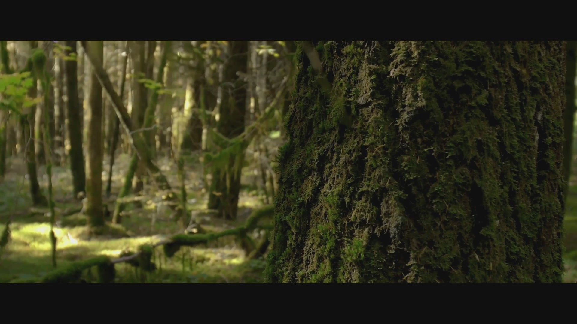 【重播】第236届武神坛-淘汰赛