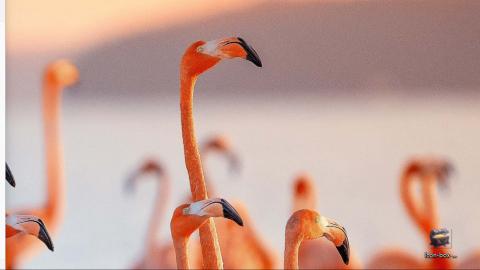 只希望我能带给你们快乐