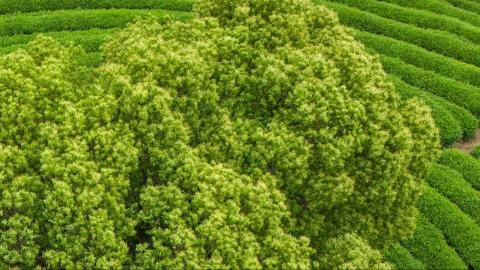 只希望我能带给你们快乐