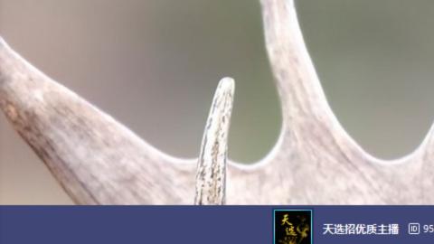 欢迎来到我的直播间
